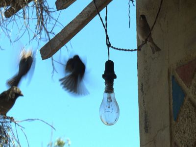 sparrows and bulb